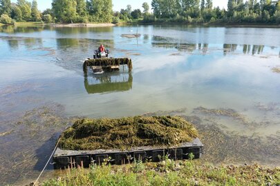 Entkrautung Greisbachsee Mäharbeiten auf dem Greisbachsee in Monheim mit dem Truxor