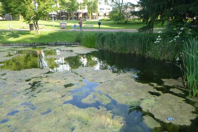 See im Stadtgarten Essen See im Stadtgarten Essen nach der Entkrautung